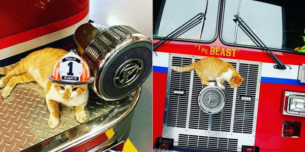 ▲▼ 收留我！橘貓應徵當消防員　每天巡邏完立刻「強迫抱抱」。（圖／翻攝自Instagram：@flamethearsoncat）