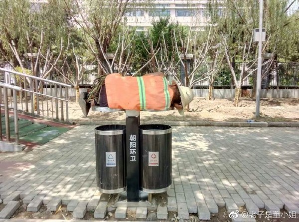 ▲▼北京一名綠化工人躺在垃圾桶蓋上休息。（圖／翻攝老子是董小姐微博）