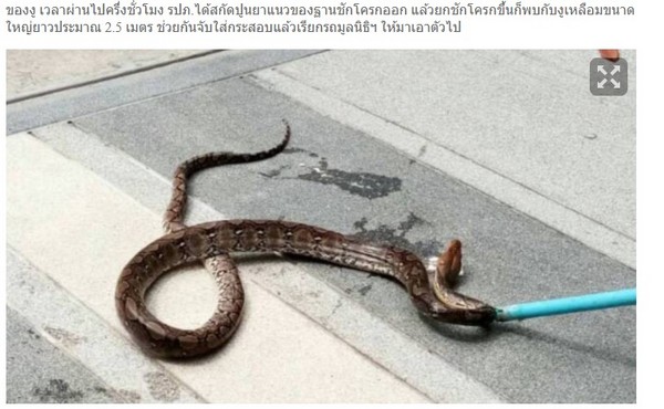 她上廁所屁股一陣刺痛　馬桶裡爬出2.5公尺大蟒蛇。（圖／翻攝自《泰國日報》）