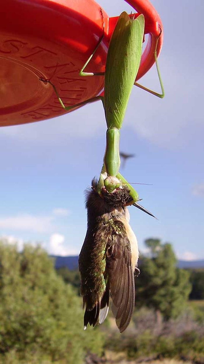 全球螳螂驚現「殭屍化」！欲捕食鳥類反被剖頭吸腦漿（翻攝自ScienceAlert/Tom Vaughan）