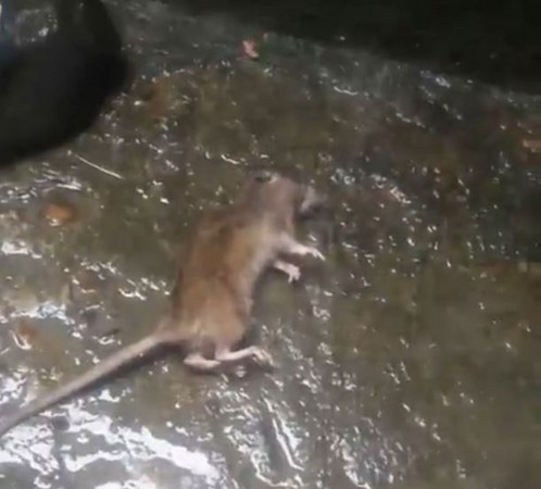 ▲▼湖南省長沙市一名雷姓婦人遭到老鼠「詐屍」，反被牠咬一口。（圖／翻攝自秒拍）