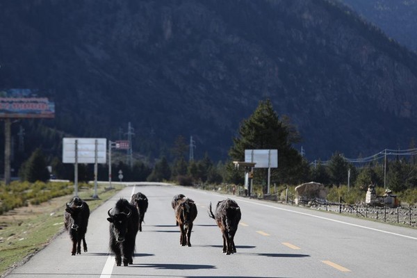 氂牛群悠閒的走在公路上。