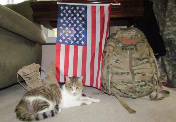 ▲美國大兵愛上阿富汗浪貓　讓牠飛「10萬公里」成為家人。（圖／　翻攝自LoveMeow）