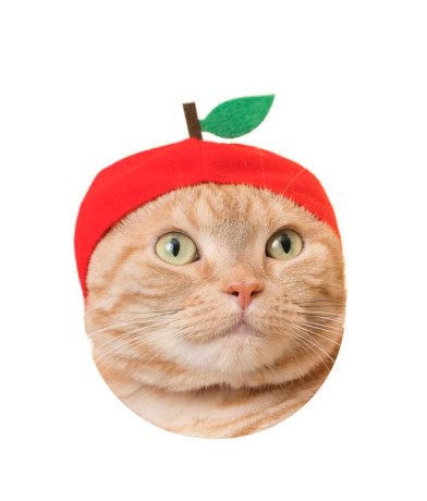 ▲▼喵星人頭巾（圖／翻攝自kitan.jp）