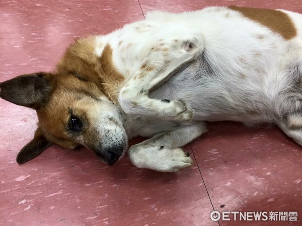 ▲▼文大校犬「小花」。（圖／文化守護神 - 小花提供）