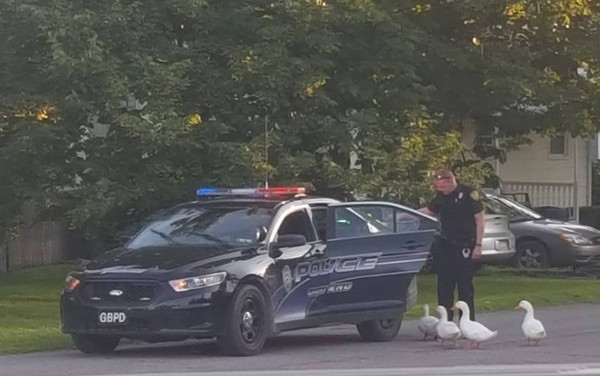 ▲鴨鴨們走1km到賣場逛街　警察杯杯開車載牠們回家。（圖／翻攝自Great Bend Police臉書）