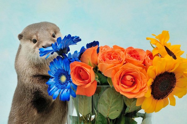 ▲超萌「水獺」特展（圖／カワウソほんと展）