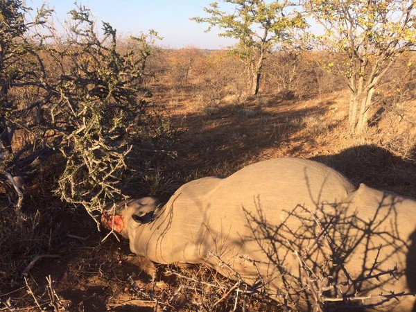 ▲犀牛被殺死。（圖／翻攝自Limpopo Rhino Security Group NPO）