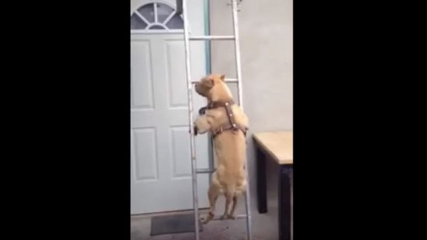 鬥牛犬爬梯子。（圖／翻攝自Youtube@Russell Hudgins）
