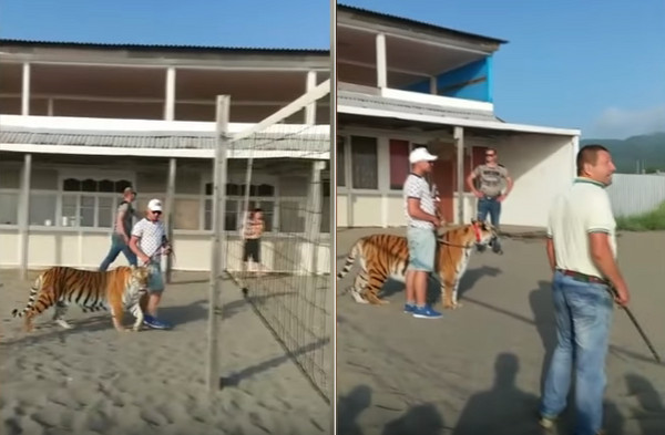 ▲俄國大鵬馬戲團在沙灘遛老虎拍廣告。（圖／翻攝自YouTube：ПримаМедиа ТВ）