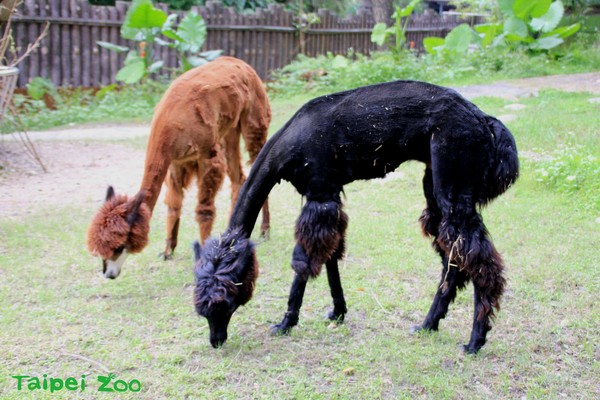 臺北市立動物園的羊駝示意圖。（圖／台北市立動物園提供）     