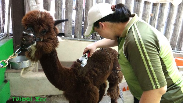 臺北市立動物園的羊駝示意圖。（圖／台北市立動物園提供）     