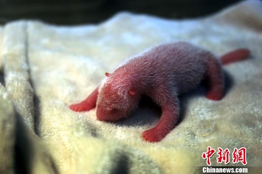 成都大熊貓「晶晶」產189g男寶寶。（圖／中新網）