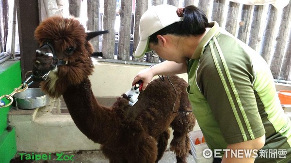 ▲動物園的羊駝剃毛囉～（圖／臺北市立動物園提供）