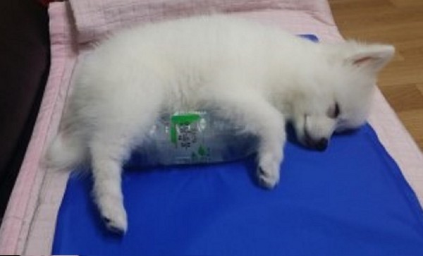 狗狗好熱怎麼辦？4招讓牠涼一夏！（圖／毛起來 MaoUp）