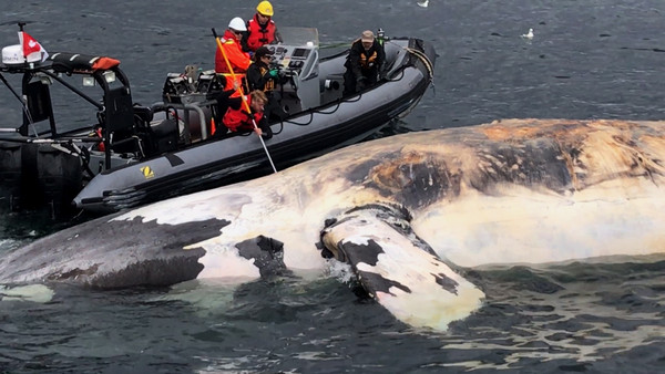 ▲▼北大西洋露脊鯨是瀕臨絕種的動物，在過去的1個月當中，就有7條露脊鯨死亡。（圖／達志影像／美聯社）