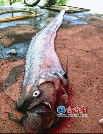 福建2次出現大怪魚…頭很腫超嚇人。（圖／翻攝自台海網）