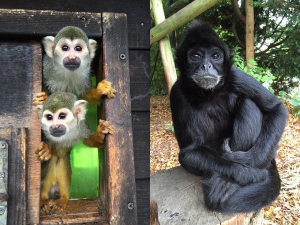 ▲英伯明罕猴子拿手機自拍（圖／翻攝自Birmingham Wildlife Conservation Park FB）