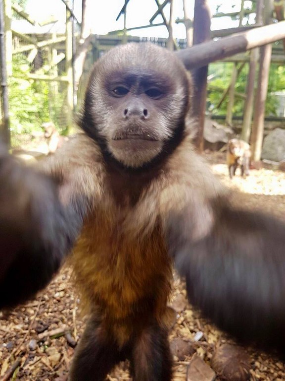 ▲英伯明罕猴子拿手機自拍（圖／翻攝自Birmingham Wildlife Conservation Park FB）