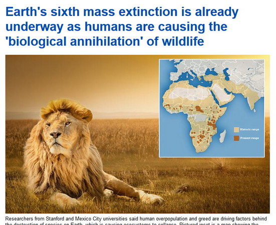 ▲面臨第六次「生態大滅絕」衝擊，獅子即將在 在地球上全部消失。（圖／翻攝每日郵報)