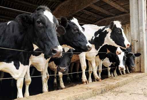 ▲卡達打算從德國空運4000頭乳牛來維持自己的市場需求。（圖／達志影像／美聯社）