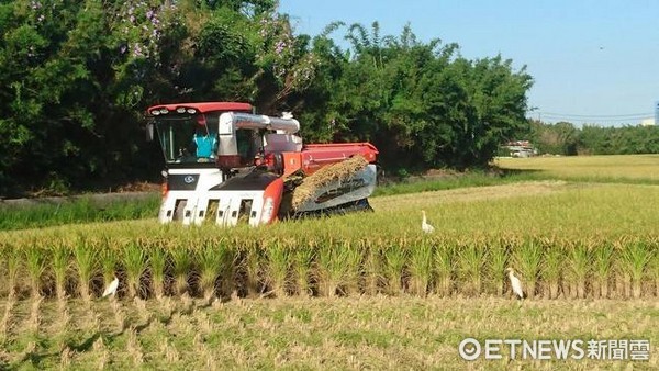 ▲桃園第一期水稻已陸續展開收割。（圖／記者楊熾興攝）