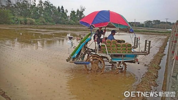  ▲桃園市府補助稻農水稻保費，讓農民獲雙重保障。（圖／記者楊熾興）