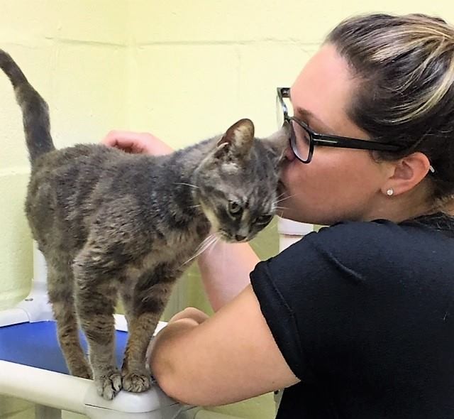 ▲貓。（圖／翻攝自FAACAC臉書）