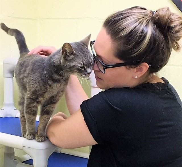 ▲貓。（圖／翻攝自FAACAC臉書）