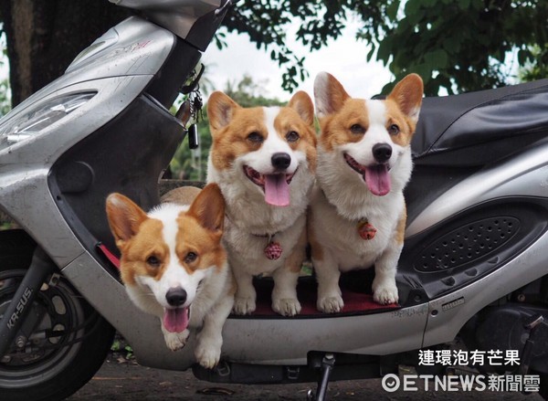 ▲▼連環泡有芒果。(圖/連環泡有芒果粉絲團提供)