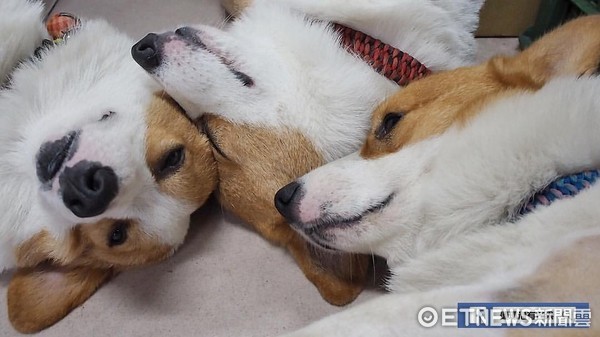 ▲▼連環泡有芒果。(圖/連環泡有芒果粉絲團提供)