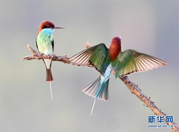 「中國最美小鳥」藍喉蜂虎。（圖／翻攝自新華網）