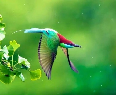 「中國最美小鳥」藍喉蜂虎。（圖／翻攝自微博／油炸香蕉魚）
