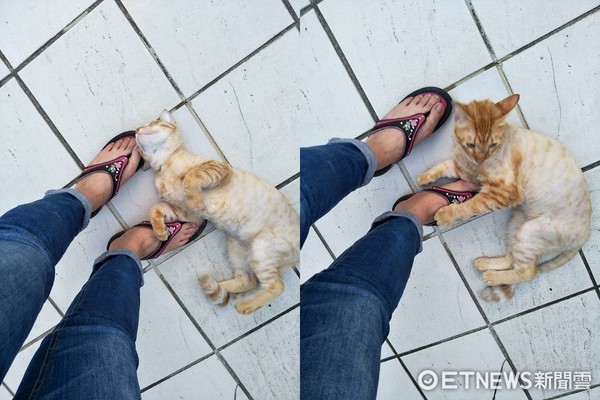 ▲想回家卻遇到「路倒貓」討罐罐! 賴腳邊不走還擋門口。(圖/網友戴秀雲提供)