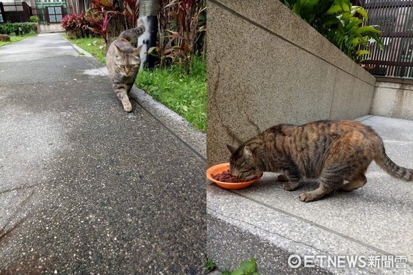 ▲想回家卻遇到「路倒貓」討罐罐! 賴腳邊不走還擋門口。(圖/網友戴秀雲提供)