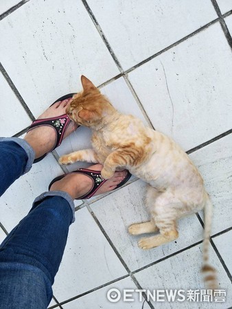 ▲想回家卻遇到「路倒貓」討罐罐! 賴腳邊不走還擋門口。(圖/網友戴秀雲提供)