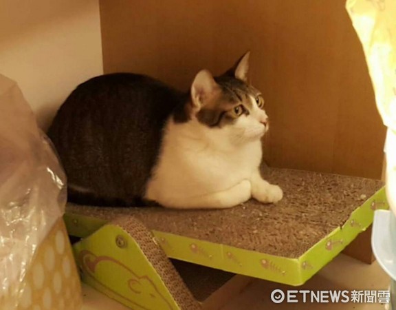 ▲想回家卻遇到「路倒貓」討罐罐! 賴腳邊不走還擋門口。(圖/網友戴秀雲提供)