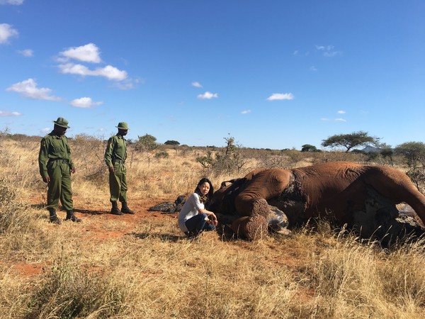 肯亞血染的真相，中毒的大象倒在保護區死去。（圖／陳玄芬提供）投稿照片