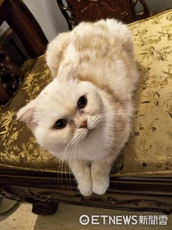 ▲大膽喵「拔土地公鬍子」害媽被罵翻　網笑：這樣比較年輕。（圖／網友戴秀雲提供）