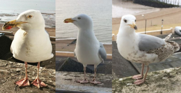 每天來要「會錢」的海鷗們(圖／翻攝自Instagram／johnjudycollins。)