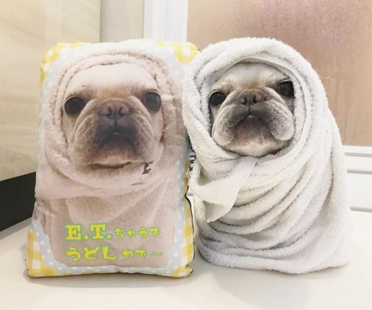 圍上浴巾，化身「蠶寶寶」的法鬥烏龍麵。(圖／翻攝自Instagram／udon_mama。)