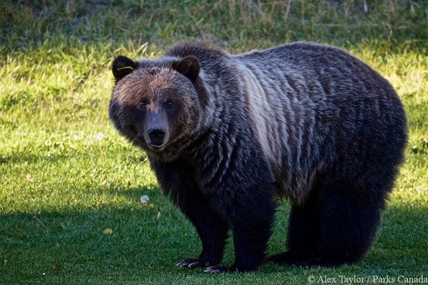 ▲▼民眾請願連署不要殺熊。（圖／翻攝自臉書Banff National Park）