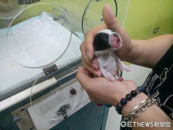 ▲小西施犬邊吃邊睡。（圖／飼主陳噗噗提供）