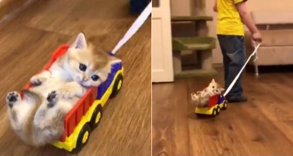 小貓塞進玩具車，任小主人在客廳牽來牽去。（圖／翻攝自Instagram@family_colin ）