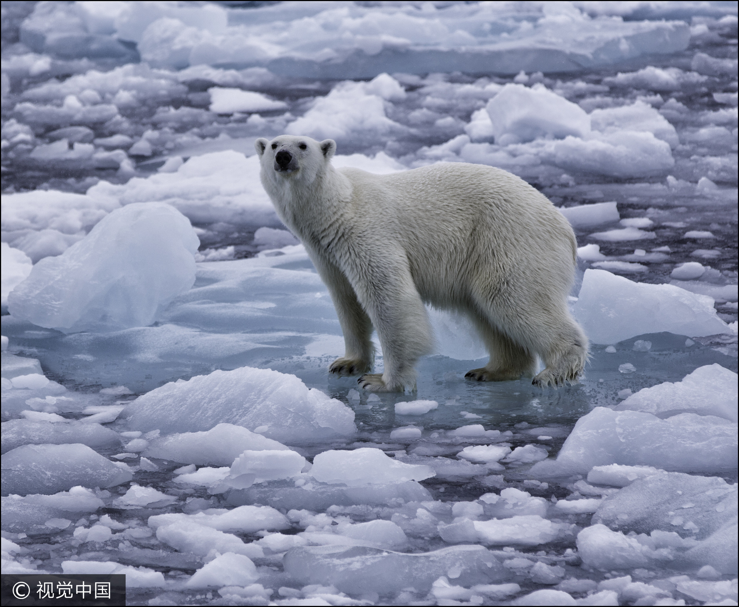 ▲▼北極熊,冰山,氣候,變遷,暖化,溫室效應。（圖／CFP）