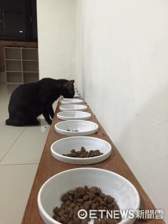 家有13貓！牠卻天天孤單吃飯　以為排擠...原來在「清場」（圖／網友Eva Chou授權使用）