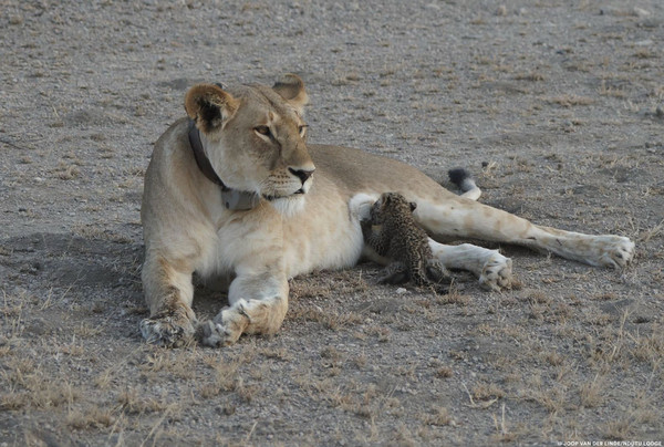 ▲非洲母獅收養小獵豹。（圖／達志影像／美聯社）