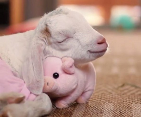 ▲山羊寶寶抱著豬娃娃入睡，露出超殺的天真笑容。（圖／翻攝自IG／santuarioigualdad）