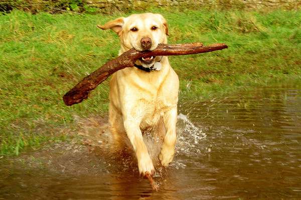 日頭赤炎炎！狗狗慢性中暑的4大徵兆！（圖／毛起來 MaoUp）
