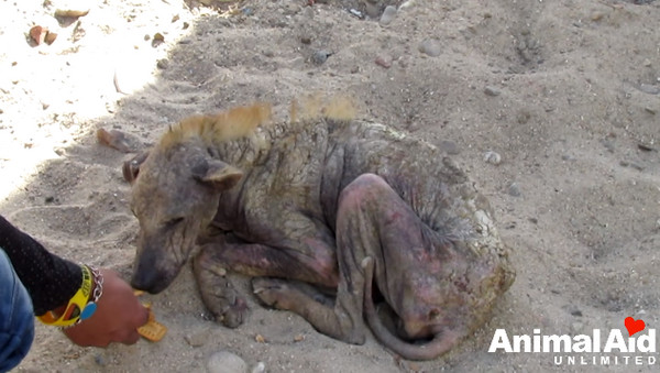 ▲靈魂破碎...石化狗被撫摸哀傷痛哭　救援後變美也愛笑了。（圖／翻攝自Animal Aid Unlimited, India Youtube）